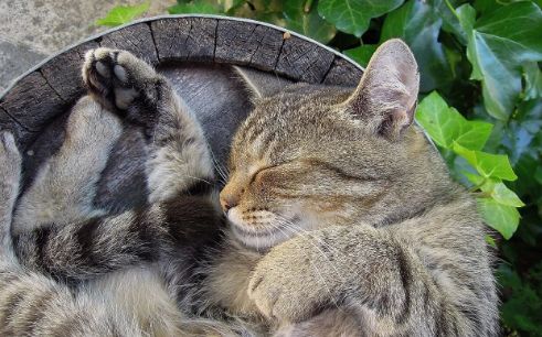 小米：跨界宠物的巨头那么多，谁玩出了“真名堂”？