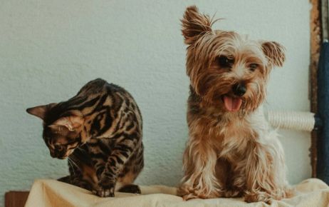 小米：跨界宠物的巨头那么多，谁玩出了“真名堂”？