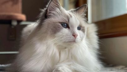 小米：跨界宠物的巨头那么多，谁玩出了“真名堂”？