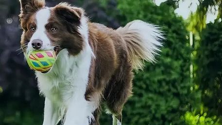 乖宝全产业链布局的财经逻辑与行业影响