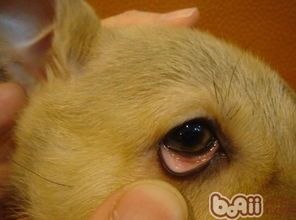 狗狗贫血：原因多样，症状明显