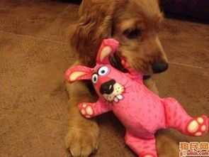 狗狗贫血：原因多样，症状明显