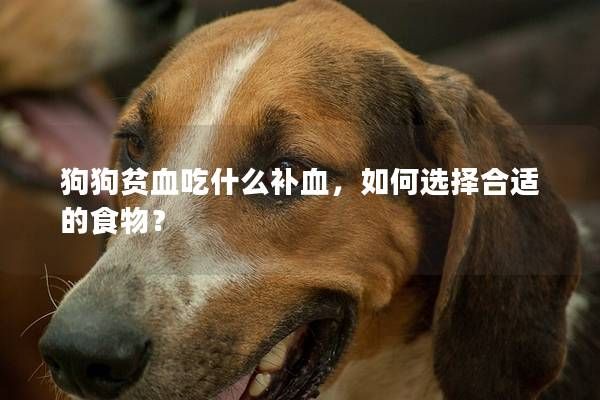 狗狗贫血吃什么补血，如何选择合适的食物？