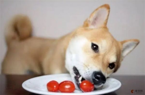 狗狗贫血吃什么食物好 怎么调理