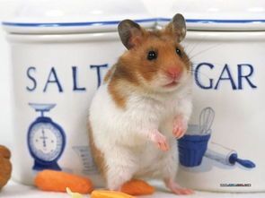 仓鼠多高坠落会致命？