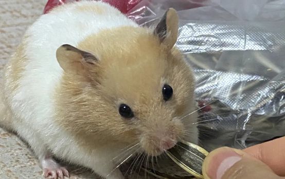 金丝熊各种动作解析