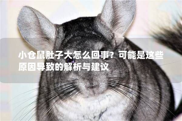 小仓鼠肚子大怎么回事？可能是这些原因导致的解析与建议