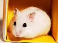 仓鼠某些动作的含义