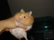 仓鼠藏食和挑食有什么区别