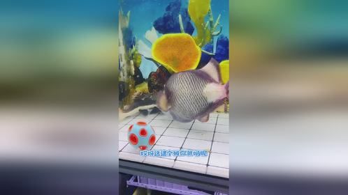 神奇动物在抖音，奇妙的动物