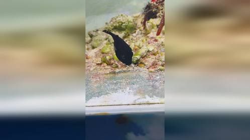 这是一只小螃蟹引发的一系列后果