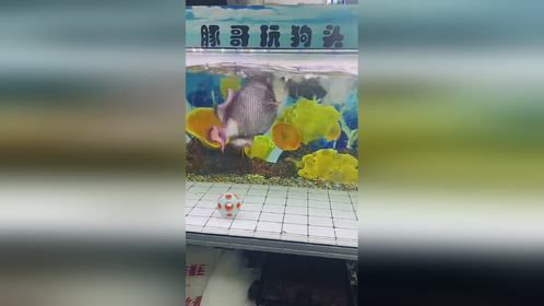 奇妙的动物，萌宠日常记录