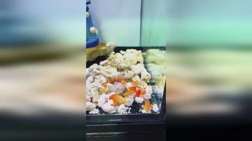 不听话的八爪鱼！