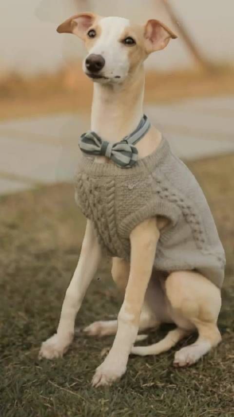 ISPET Wow Factor 宠物猫兔鼠bow tie可调节适合小型和中型宠物品种