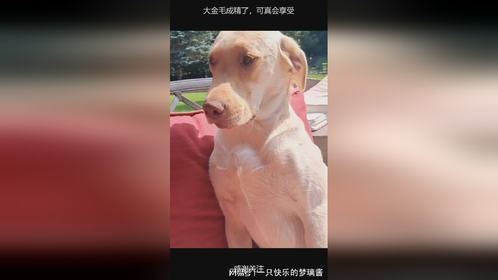 大金毛成精了，可真会享受