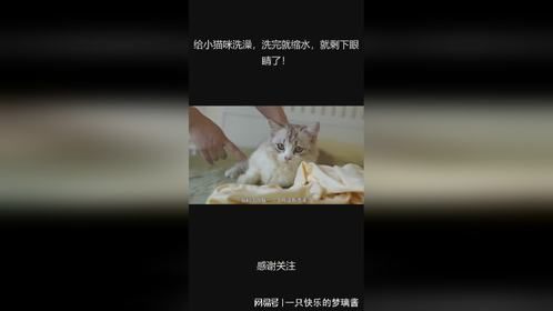 给小猫咪洗澡，洗完就缩水，就剩下眼睛了！