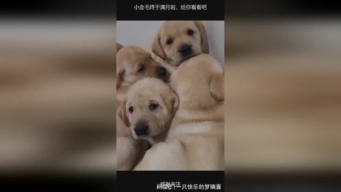 小金毛终于满月啦，给你看看吧