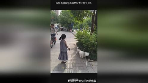 遛狗遇趣事外面超热贝克还有了伴儿