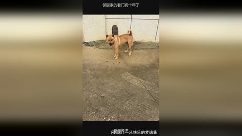 邻居家的看门狗十年了
