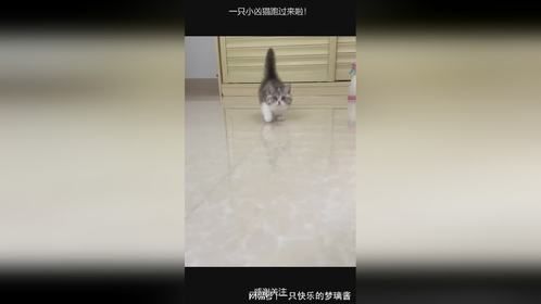 一只小凶猫跑过来啦！