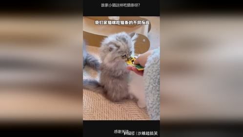 谁家小猫这样吃猫条呀？