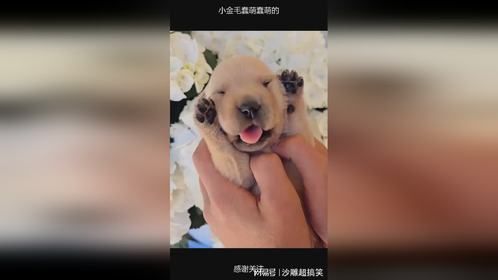 小金毛蠢萌蠢萌的