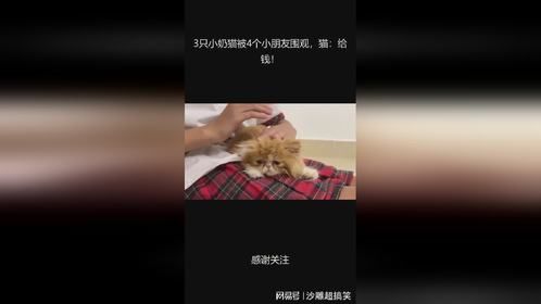 3只小奶猫被4个小朋友围观，猫：给钱！