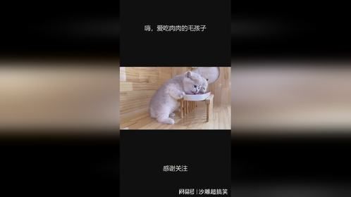 嗨，爱吃肉肉的毛孩子