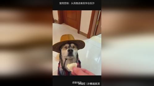 盲狗苦根：从高傲进食到学会反诈