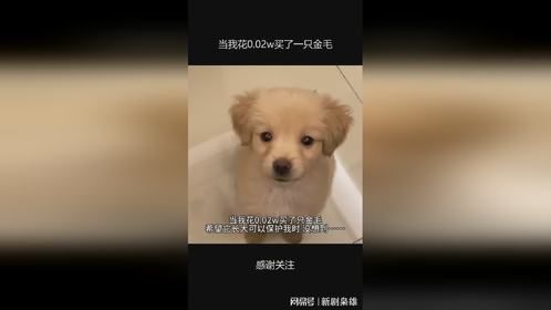 当我花0.02w买了一只金毛