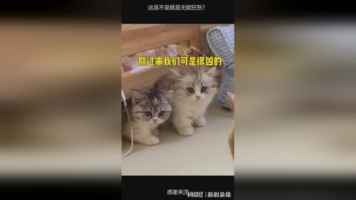 这是不是就是无能狂怒？
