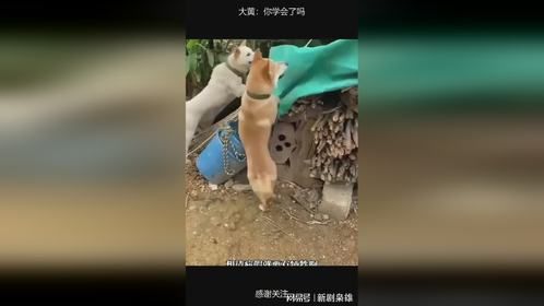 大黄：你学会了吗