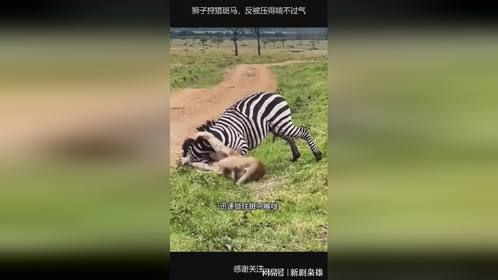 狮子狩猎斑马，反被压得喘不过气