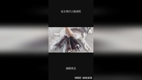 哈士奇打小就贪吃