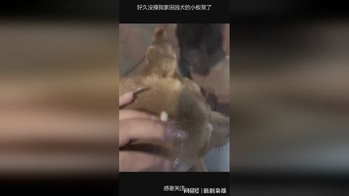 好久没摸我家田园犬的小板凳了