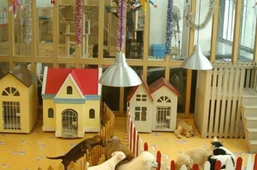 每天撸猫撸狗还能有钱赚，还有这样幸福的工作么？