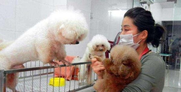 每天撸猫撸狗还能有钱赚，还有这样幸福的工作么？