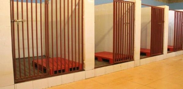 每天撸猫撸狗还能有钱赚，还有这样幸福的工作么？