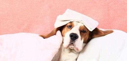 每天撸猫撸狗还能有钱赚，还有这样幸福的工作么？