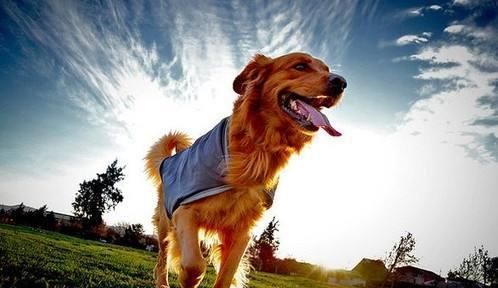 每天撸猫撸狗还能有钱赚，还有这样幸福的工作么？