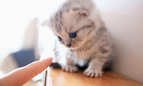 每天撸猫撸狗还能有钱赚，还有这样幸福的工作么？