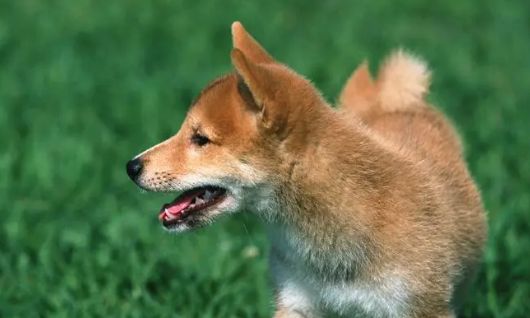 那些常见被人误解的宠物狗行为，狗会不会和人产生误会？