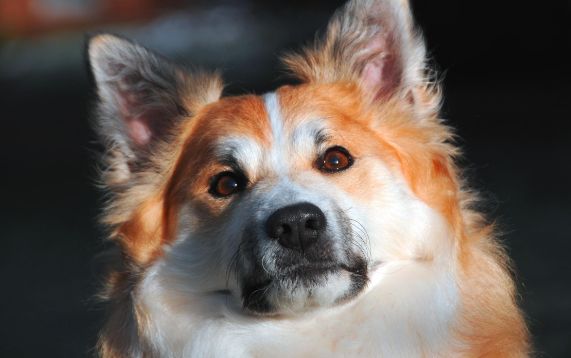 那些常见被人误解的宠物狗行为，狗会不会和人产生误会？