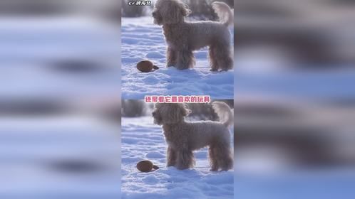 一定是小狗用攒了很久的骨头做交换才将你救出去