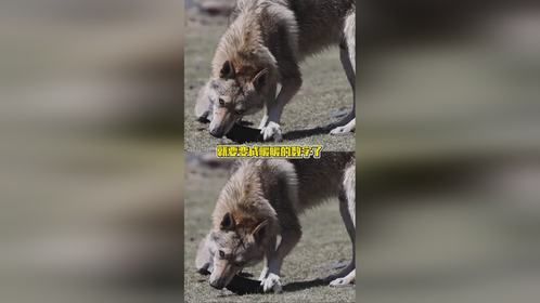 小孩不懂事，大人还不懂事吗