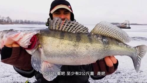 战斗民族的鲈鱼有多好钓？俄罗斯大叔轻轻松松收获5斤重鲈鱼！-