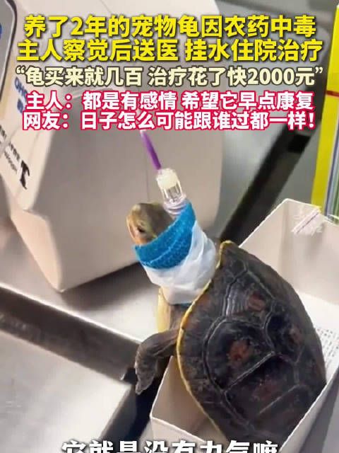 日子怎么可能跟谁过都一样！宠物龟中毒主人送医治疗花了1700元
