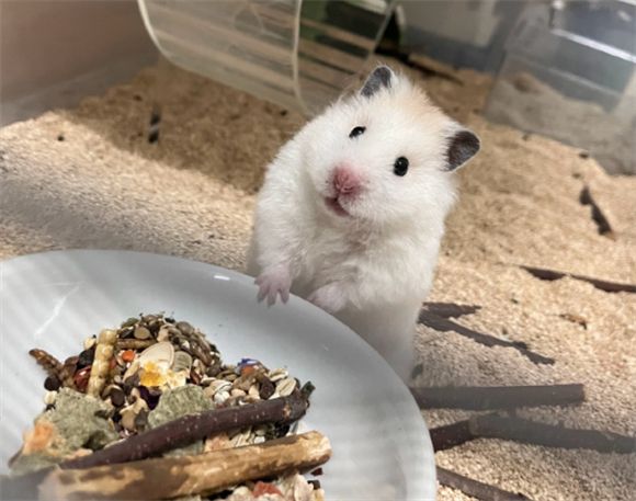 养仓鼠时需要了解的必备知识？