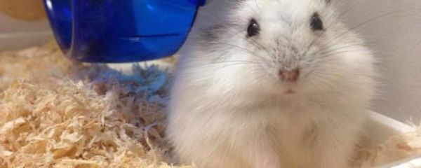 倉鼠十大品種 倉鼠十大品種簡單介紹