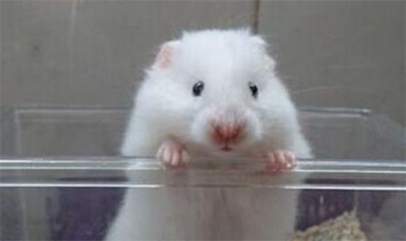 白熊仓鼠怎么养？最适合的温度是什么？